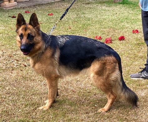 German Shepherd Pedigree Purebred Puppies For Sale Brisbane