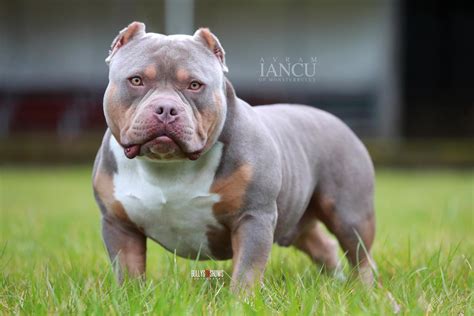 The wrinkles on your bulldog's face and body are easy to see so you can easily tell when they need to be cleaned. The Top American Bully Stud Videos | by BULLY KING ...