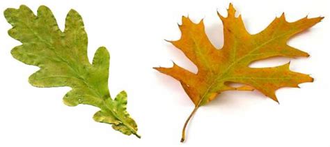 36 Oak Tree Leaves Identification Guide With Pictures