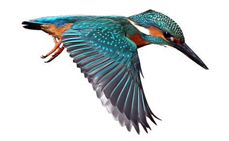 Collection Of Png Kingfisher Bird Pluspng