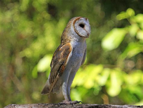 Australasian Grass Owl Tangjiahe Birds · Inaturalist