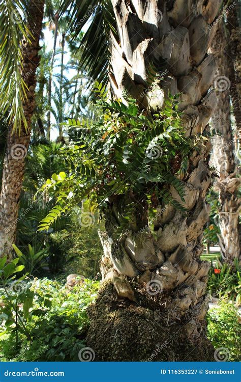Beautiful Fern Leaves Growing In A Palm Tree Trunk In The Garden Stock