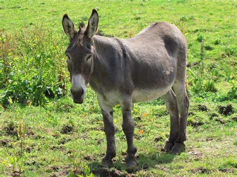Donkey Jackass Horse Free Photo On Pixabay