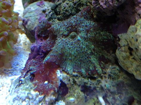 Mushrooms Soft Corals Nano Reef Community