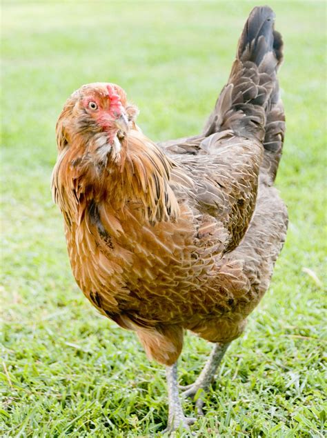 Facts About Ameraucana Chickens That Will Simply Enchant You