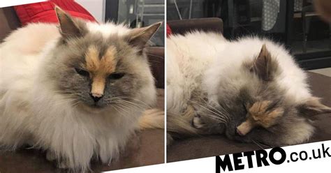 Please Can Someone Adopt This Very Sweet Cat With A Penis On Her Face