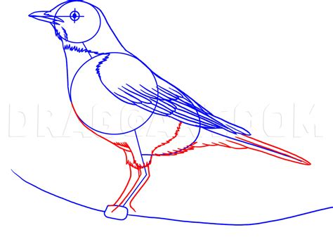 How To Draw A Robin Step By Step Drawing Guide By Dawn
