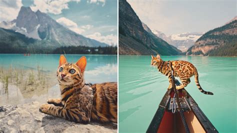 Suki The Cat Is Travelling The World And Embracing Her Wanderlust