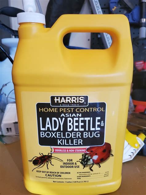 Best Asian Beetle Boxelder Bug Spray My Heavenly Recipes
