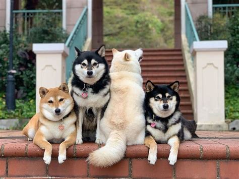 Japanese Shiba Inu Dogs Dog Breeds 46 Off Tonicradiofr