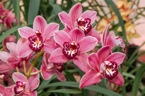 Cymbidium Boat Orchid Care Guide And Pictures Cymbidium Orchids Beautiful Orchids Orchids