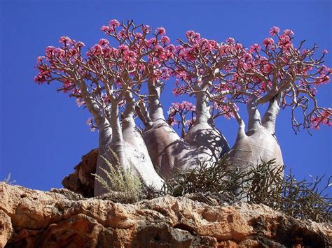 The 15 Most Beautiful Trees In The World Bright Side