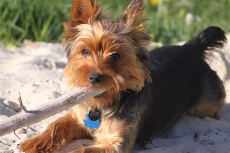 Top 10 Small Quiet Dog Breeds Perfect For Apartments