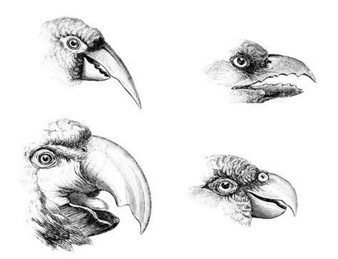 Barbet Bird Illustrations Royalty Free Vector Graphics And Clip Art Istock