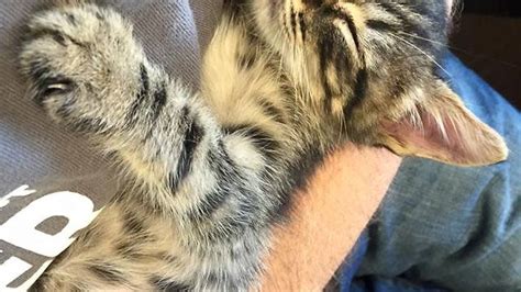 Kitten Miraculously Rescued From Storm Drain