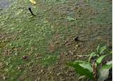 Pictures of Barley Algae Control Pond