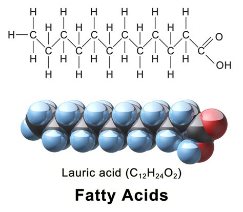 Lipids Ap Biology Crash Course Review