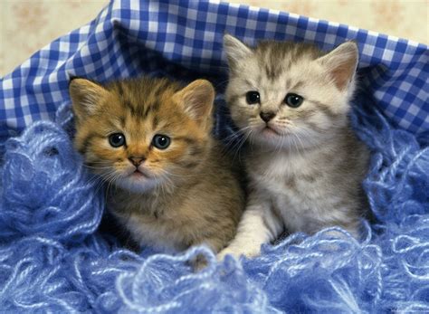 Free Download Cute Kittens Desktop Hd Walpapers Wallpapers Kitten