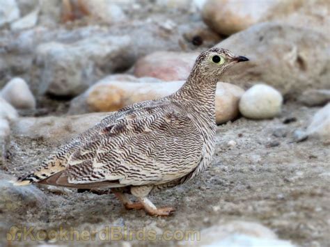 Details Lichtensteins Sandgrouse Birdguides