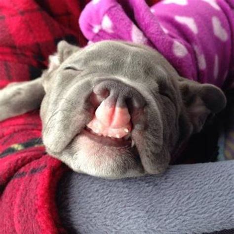 “hopeless” Cleft Palate Puppy Now Has A Fantastic Life