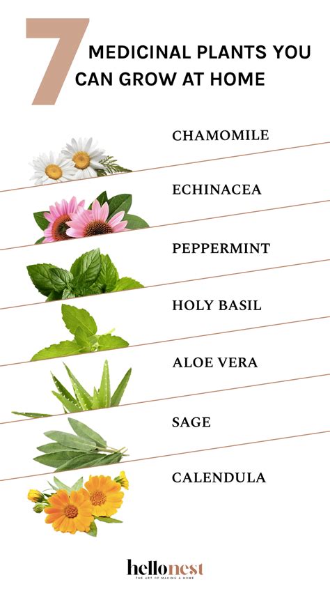 7 Medicinal Plants You Can Grow At Home Hello Nest