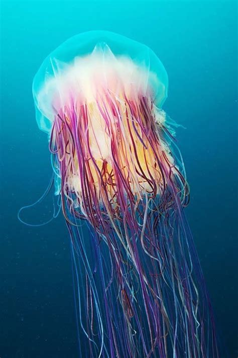 A Photographic Insight Into The World Of Jellyfish