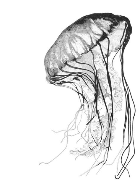 🥉 Dibujos De Medusas【guia】aprende A Dibujar Medusas