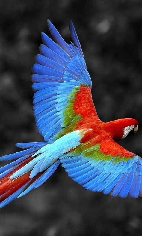 1280x2120 Scarlet Macaw Bird Iphone 6 Hd 4k Wallpapers Images