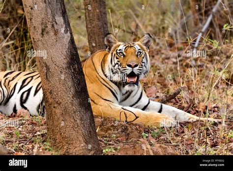 Bengal Tiger Resting In At Bandhavgarh National Park Madhya Pradesh