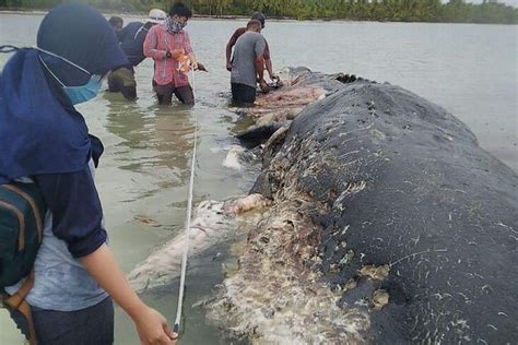 Ikan Paus Mati Karena Sampah Englshnat