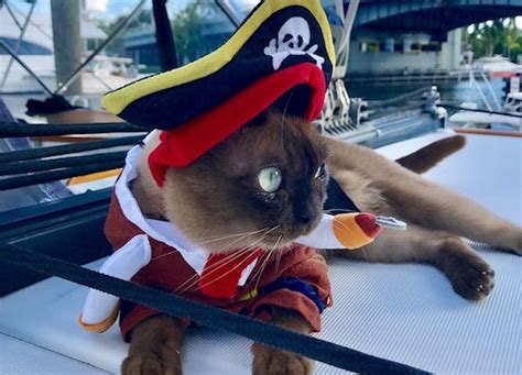 This Epic Pirate Cat Has Spent Her Whole Life Sailing The Ocean Look