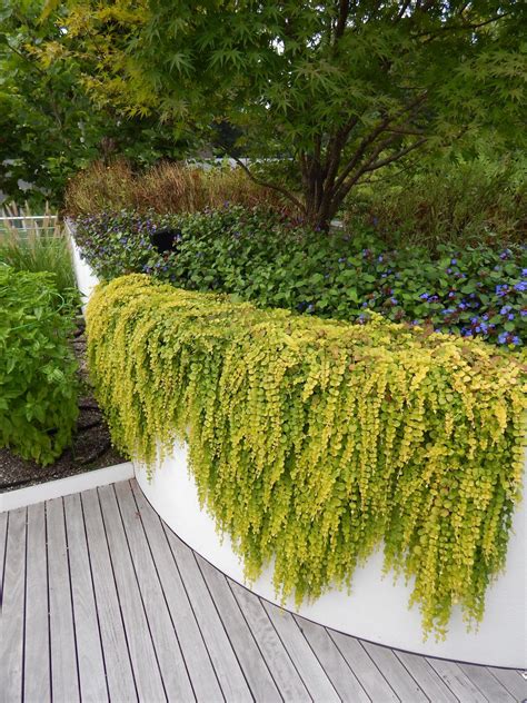 Amazing Trailing Plants For Walls Hanging That Grow Long