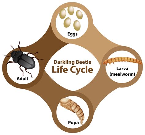 A Life Cycle Of A Beetle