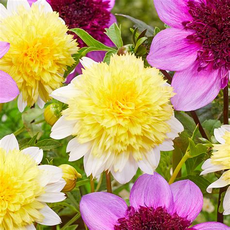 Dahlia Anemone Powder Puff Collection Jparkers