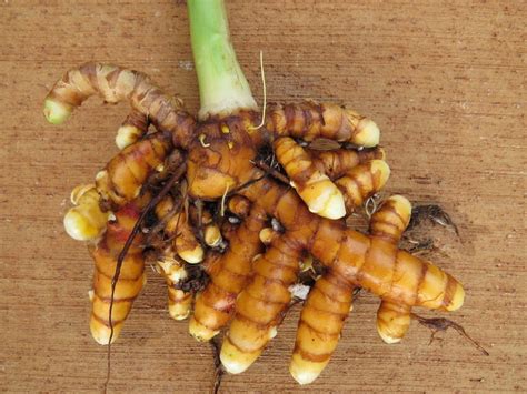 Voici comment faire pousser du curcuma pour en avoir à linfini à la maison