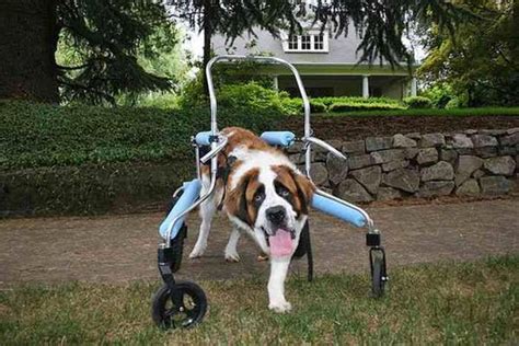 Unique Mobility For Disabled Dogs 21 Pics