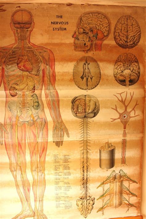 Anatomical Human Nervous System Wall Chart Anatomy Linen