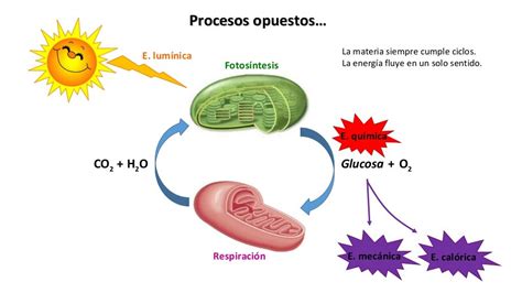 Practica De Laboratorio Fotosintesis Y Respiracion Celular Cuadro