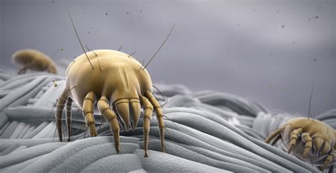 How To Get Rid Of Dust Mites Naturally Uk