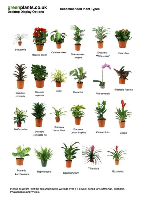 Common Desktop Office Plants Best Office Plants Small Indoor Plants