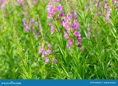 Pink Flowers Of Fireweed And X28epilobium Or Chamerion Angustifolium