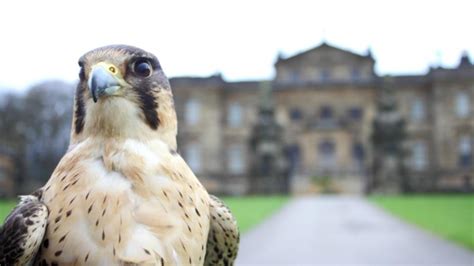 National Centre For Birds Of Prey Day Out With The Kids