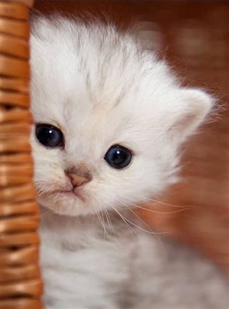 Extremely Cute Kitten 19th May 2017 Pets Killing Katte og Søde katte