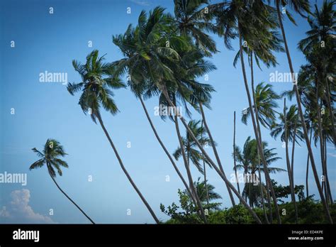 Coconut Palms Coconut Palm Trees And Blue Sky Southern Province Sri
