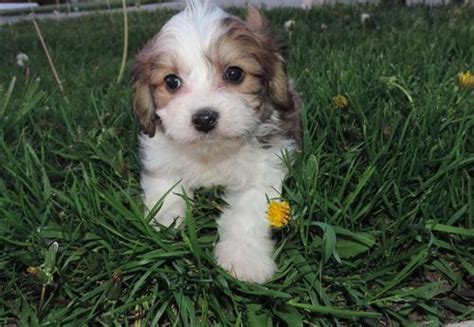 Puppy mills will continue to. Cavachon Puppy for Sale - Adoption, Rescue for Sale in ...