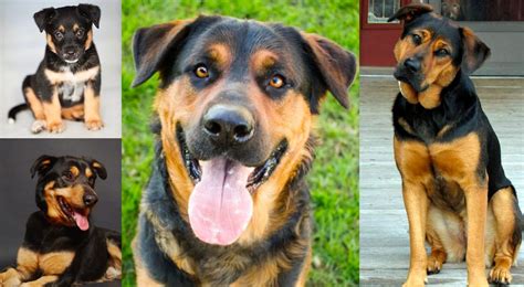 Rottweiler German Shepherd Husky Mix Rottsky Breed With Pictures