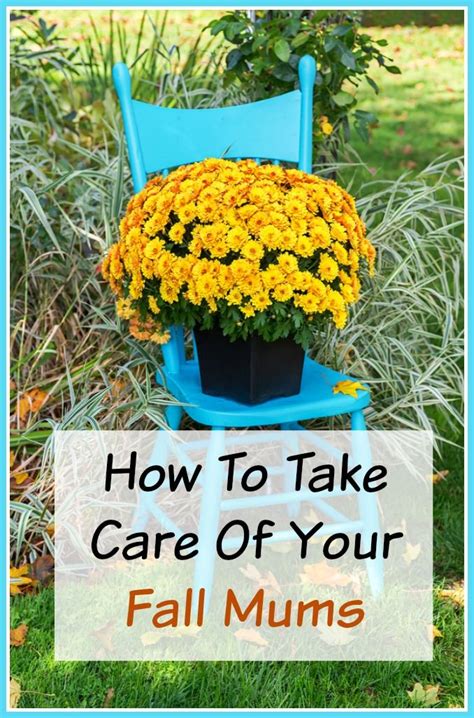 How To Take Care Of Your Mums Indoors And Out Fall Mums Beautiful