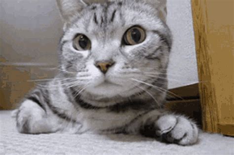 Gato Loco Cat  Gatoloco Cat Cute Discover And Share S