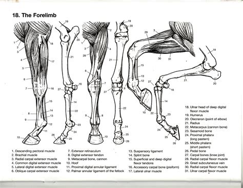 Human Forelimb Skeletal Anatomy