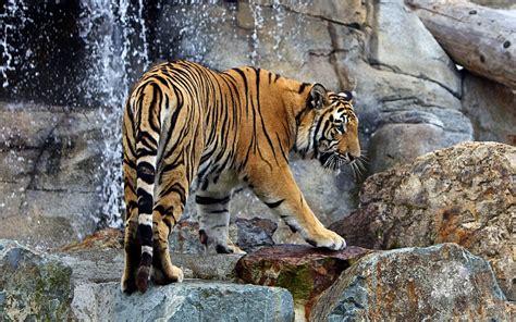 Fond Décran Animaux Tigre Faune Gros Chats Zoo Des Loisirs